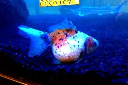 egzotikus