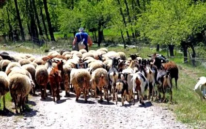 агнешко