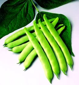 phaseolus