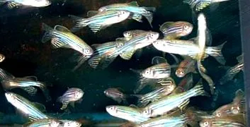 zebrafish
