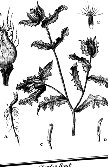 ciulin