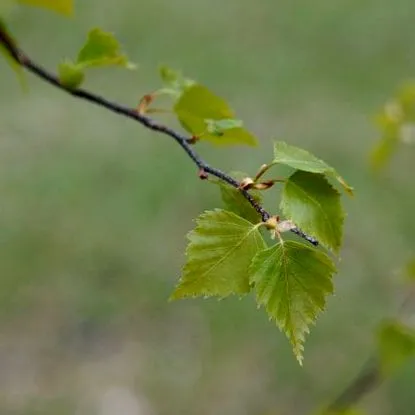 betula betula