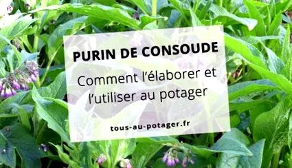 comfrey-trágya