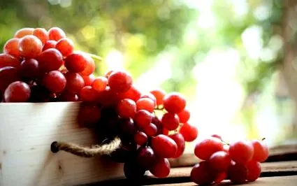 resveratrol
