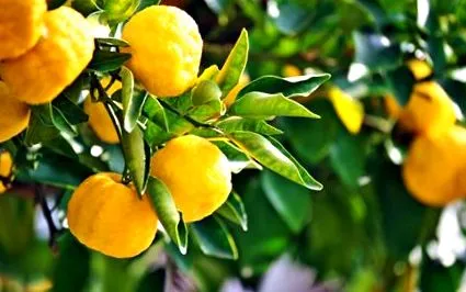 citrusfélék