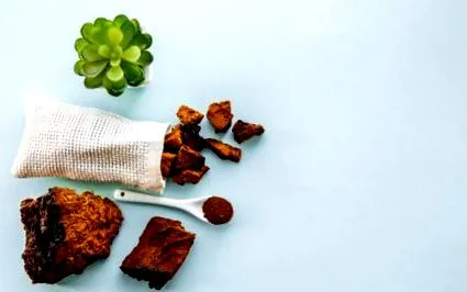 csodagombának chaga