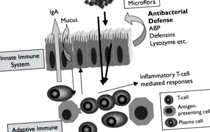 digestiv microbiota