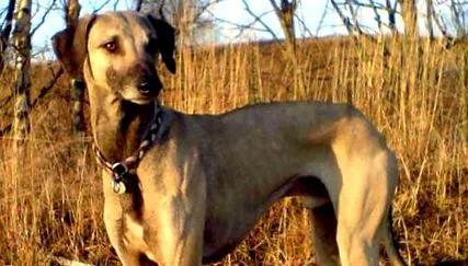 arabian greyhound
