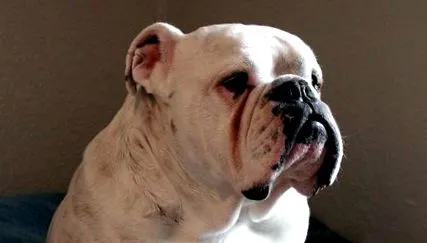 buldogului