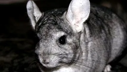 pentru chinchilla