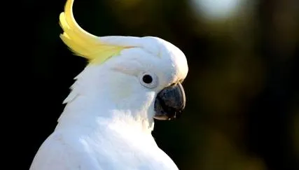 cockatoo crești
