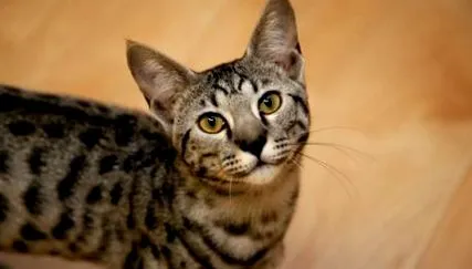 ghepard