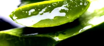 aloe organikus