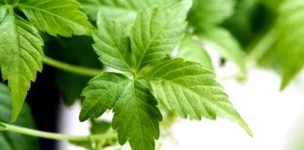 jiaogulan plantă