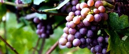 resveratrol