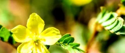 tribulus