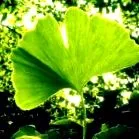 biloba