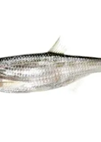 útmutatók