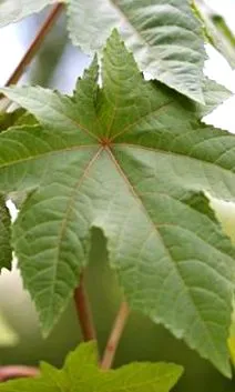 plante