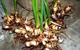 galangal