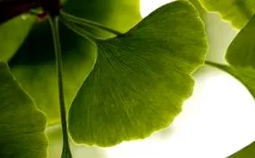 plante
