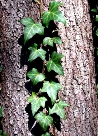 cataratoare