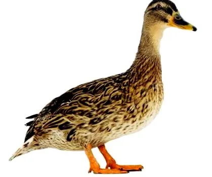 foie