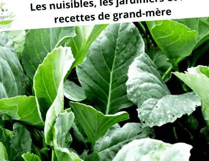 Ghid rețete