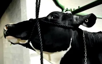 organice vegan