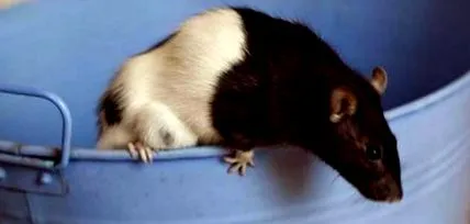 vânătoarea