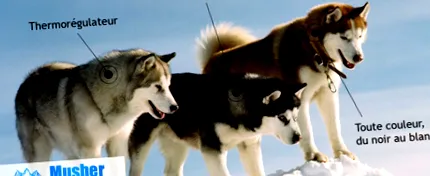husky husky