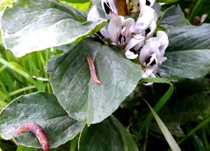 plantelor