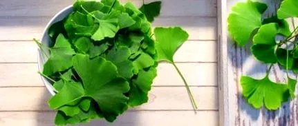 biloba
