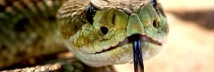 venomous sorolja