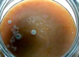 ceai kombucha