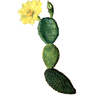 opuntia opuntia