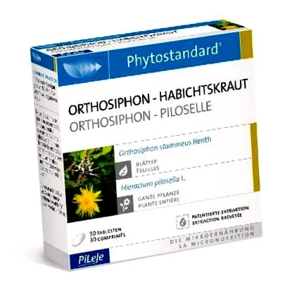 orthosiphon-piloselle