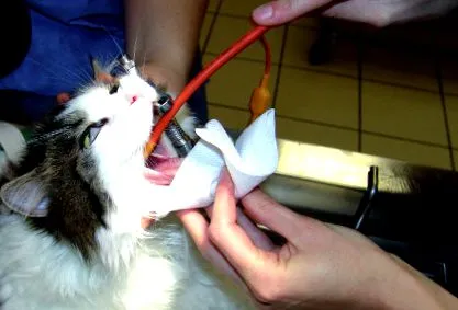 котів