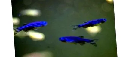 zebrafish megtaláltuk