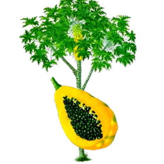amestec plante