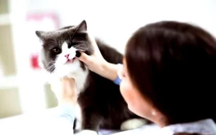зубів котів