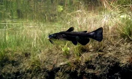 poisson-chat