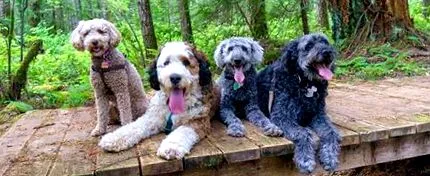 bernedoodle