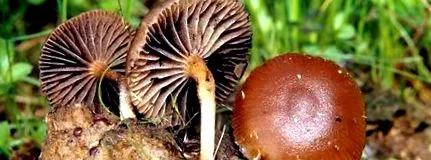 drogurile psihedelice