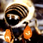 masticabil