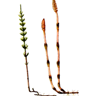 plante