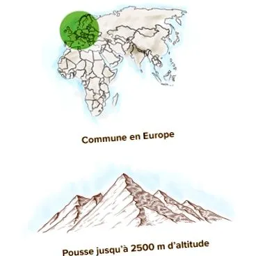 eredete eredete