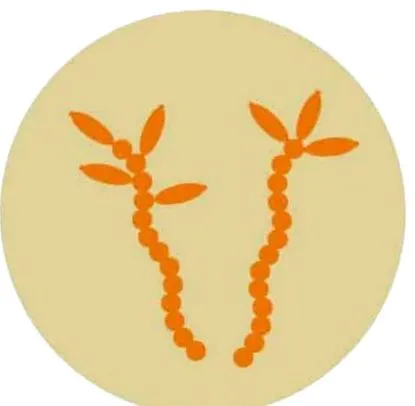 Lactobacillus Gasseri