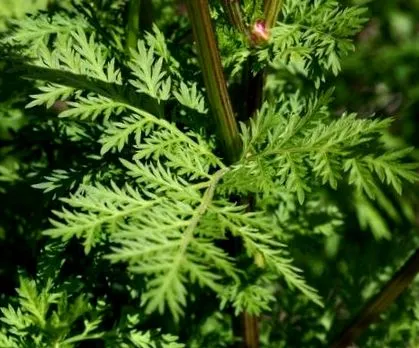 artemisia artemisinin