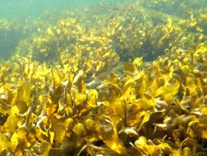 rebelle kelp